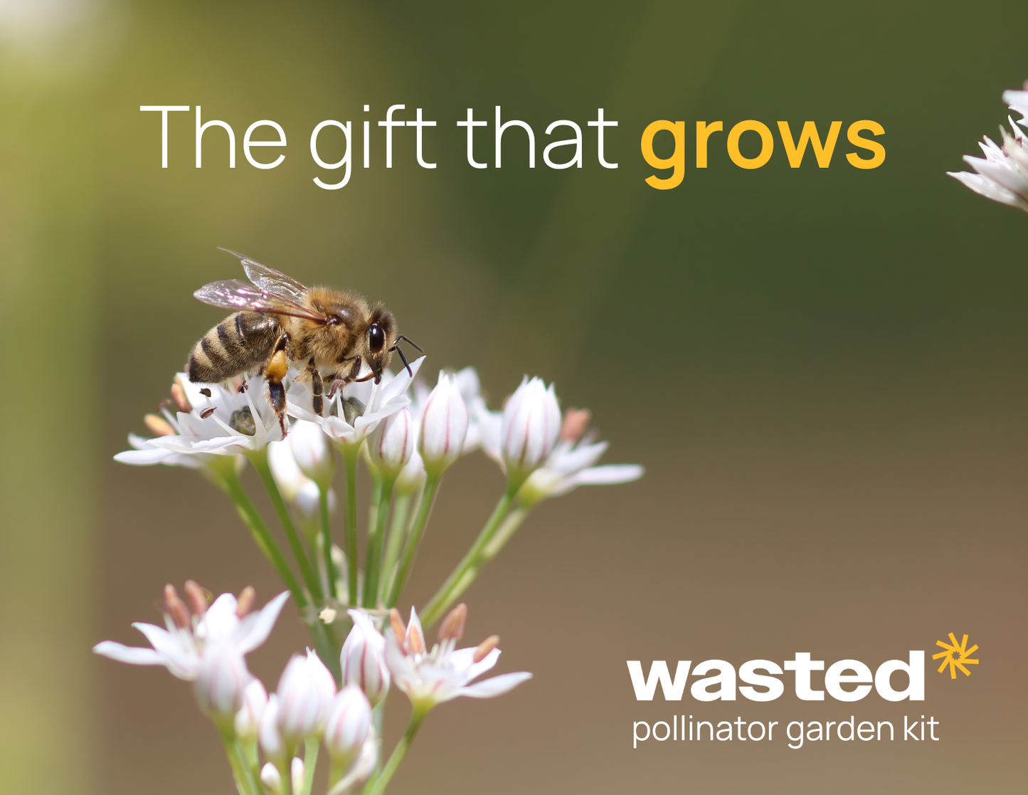 WeeBloom Polinator Kit